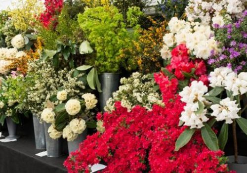 CGS Summer Flower Show – now 16-18 July 2021