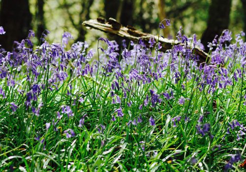 Lanhydrock House & Gardens