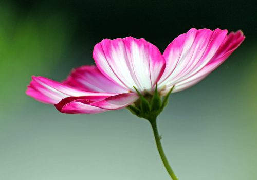 Spring comes early to Cornwall!